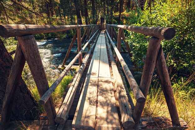 Wooden boardwalk in the forest