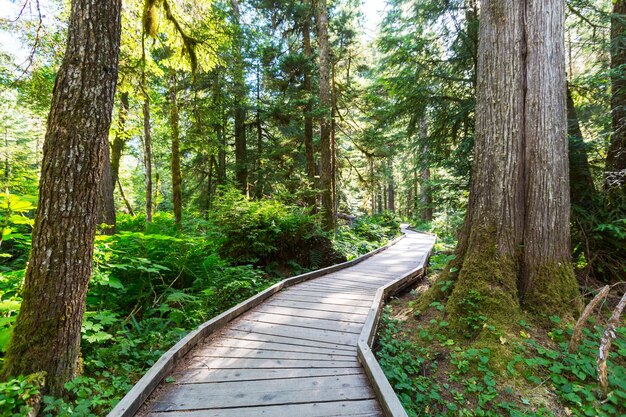 Wooden boardwalk in the forest