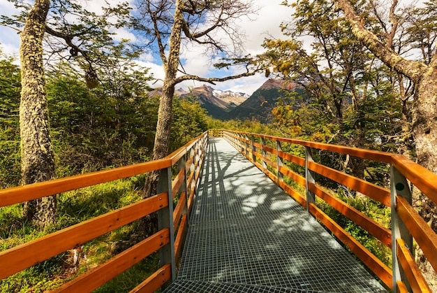 森の中の木の遊歩道