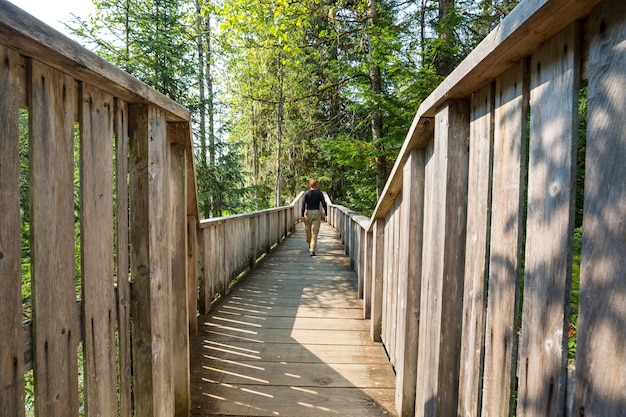 Wooden boardwalk in the forest