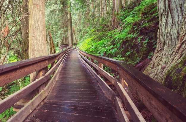 Wooden boardwalk in the forest