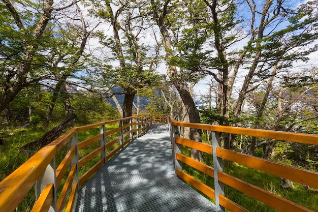 Wooden boardwalk in the forest