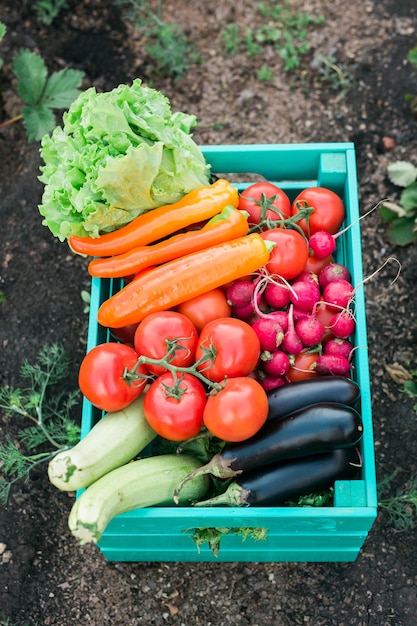 Wooden box filled fresh vegetables in garden harvesting and gardening