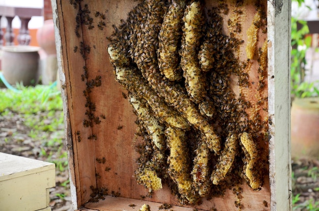 Wooden box for house of bees in bees farm at Phrae Thailand