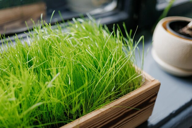 Wooden box with green grass