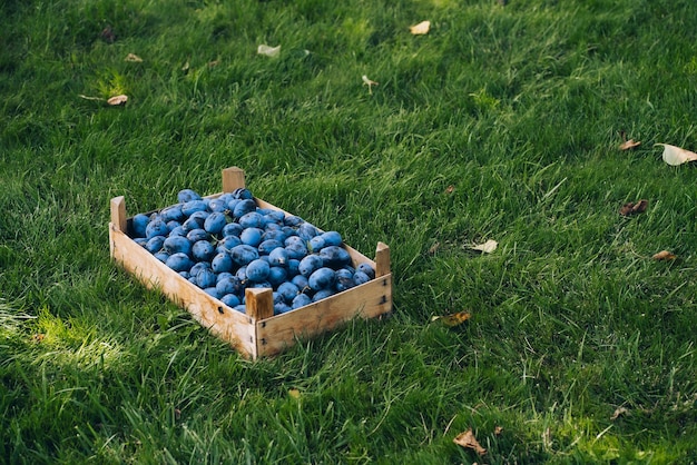 a wooden box with a harvest of plums stands on a green lawn, gardening, space for text