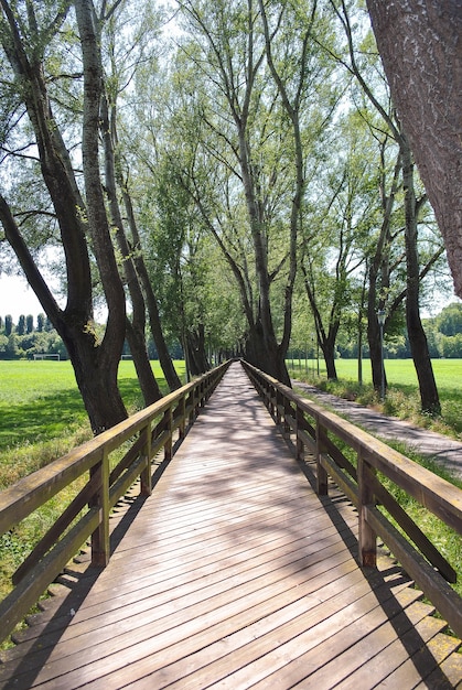 Wooden bridge extending into the distance beyond the horizon with an alley of trees in clear weather