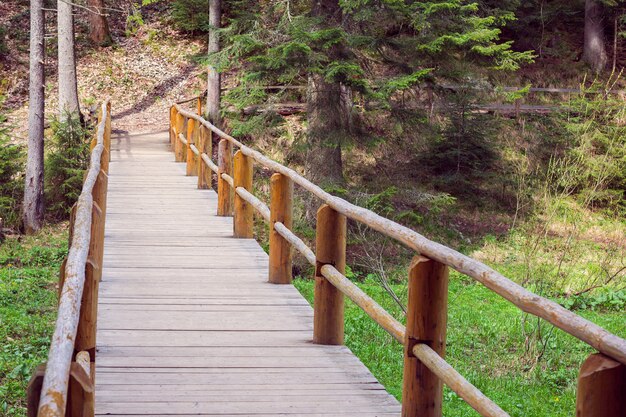 Wooden bridge fenced by a fence in a pine forest