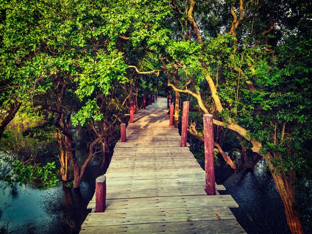 Wooden bridge in flooded rain forest jungle of mangrove trees