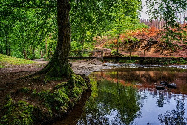 Wooden bridge in the forest hiking trails