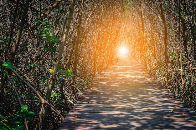 Wooden Bridge In betaween mangrove forest