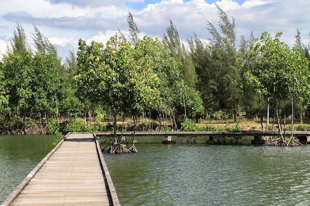 Фото Деревянный мост среди мангровых деревьев