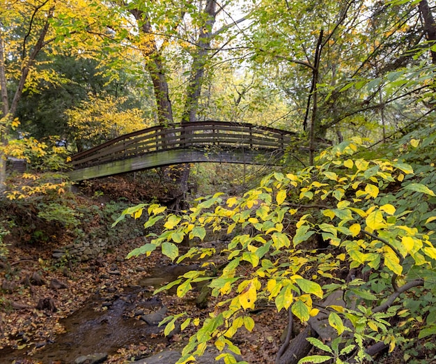 Wooden bridge over a lake in a forest during the day in autumn