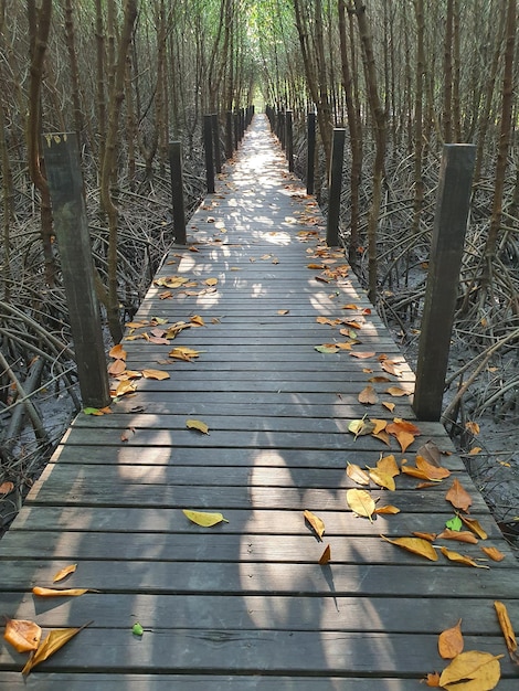 Wooden bridge in the mangrove forest Pak Nam Prasae Thailand March 6 2021