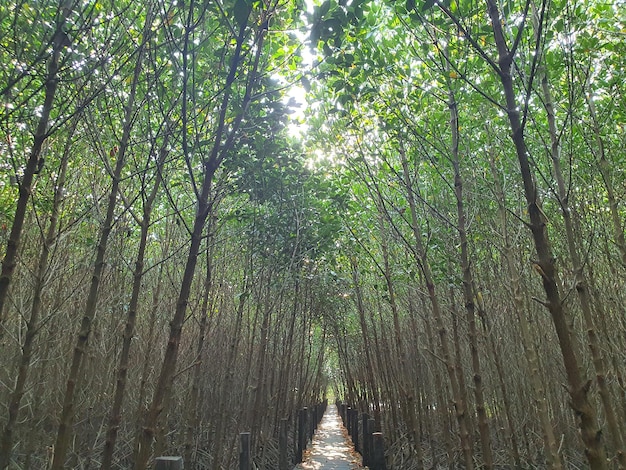 Wooden bridge in the mangrove forest Pak Nam Prasae Thailand March 6 2021