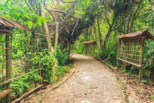 Foresta di mangrovie e ponte di legno