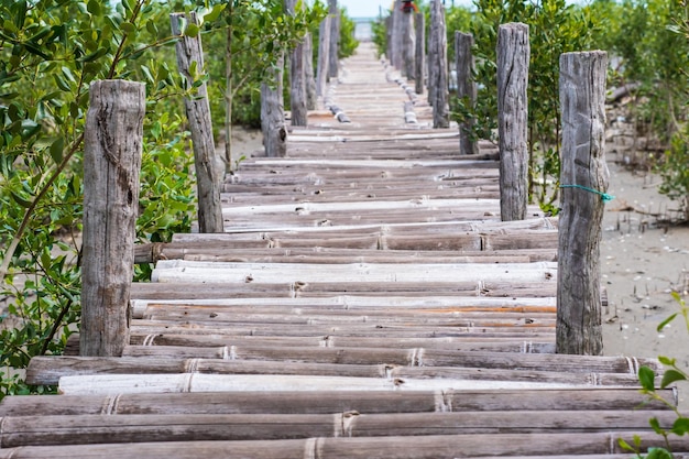 Фото Деревянный мост через мангровый лес