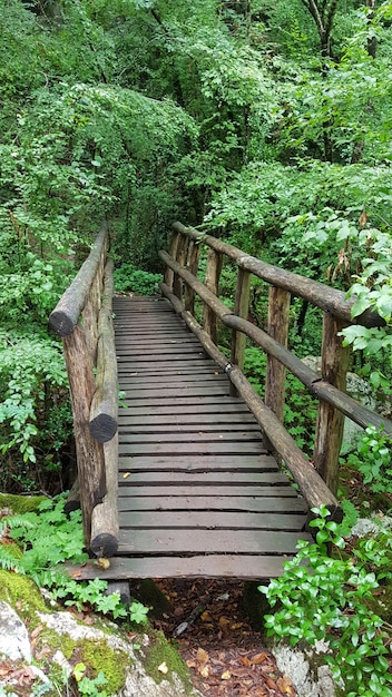 Wooden bridge and Path in the forest