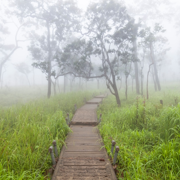 Wooden bridge walkway