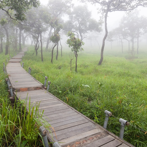 Wooden bridge walkway