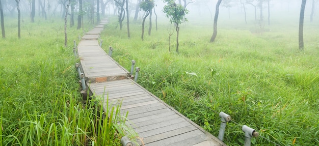 Wooden bridge walkway