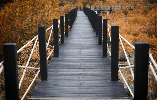 Wooden bridge of walkways in mangrove forest with autumn leaves.