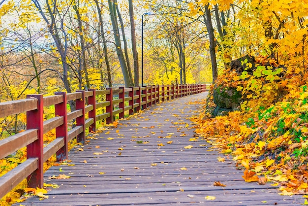 Wooden bridge with autumn forest