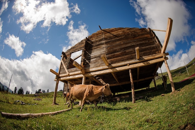 Photo wooden building with a brown cow nearby