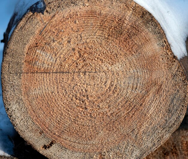 Wooden circle with a split cut of the log