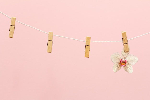 Mollette di legno e un fiore di orchidea su una corda sullo sfondo rosa.