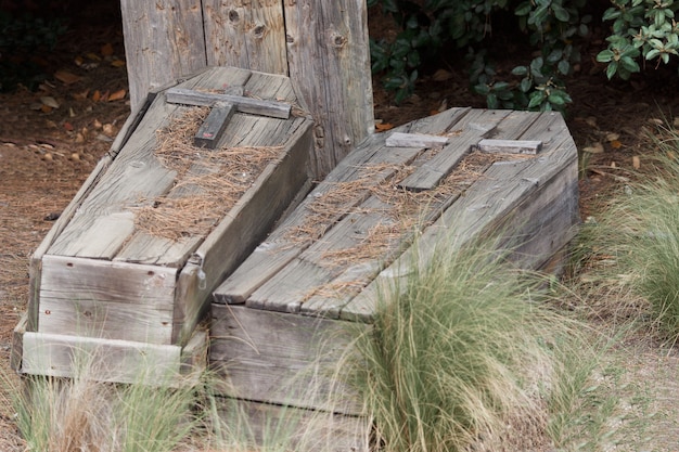 Wooden coffins on the ground covered with vegetation in halloween