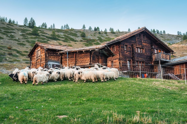 Wooden cottage with flock of valais blacknose in stall on hill in countryside