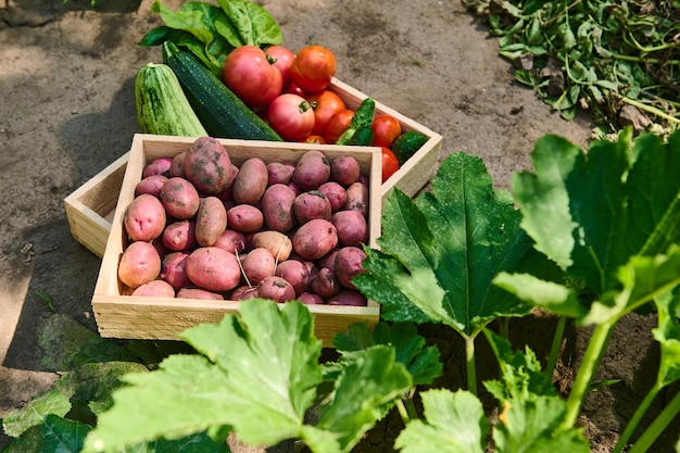 Photo wooden crate with harvested potatoes stacked on a box with a crop of tomatoes cucumbers zucchini and chard leaves