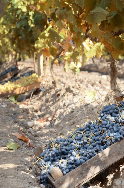 Wooden crates fool of harvested grapes