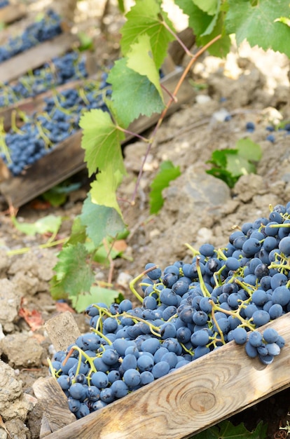 Wooden crates fool of harvested grapes