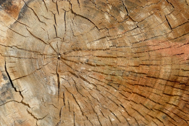 Wooden cross section showing growth rings