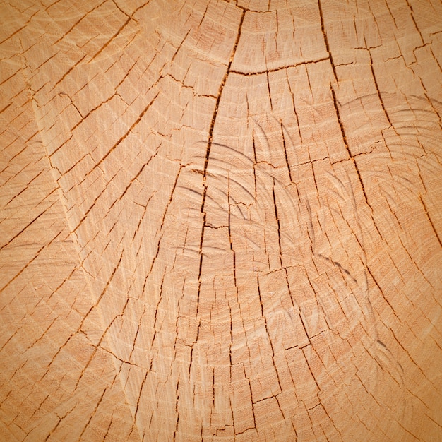 Taglio di legno, sfondo, trama