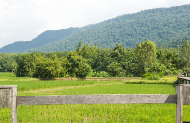 Wooden deck in front of the rice field