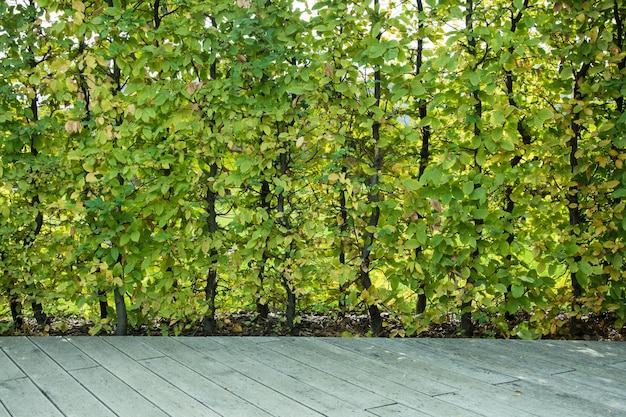 Photo a wooden deck with a view of a green vine and a wooden deck