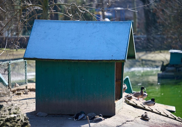 Wooden duck and goose house on the lake spring day