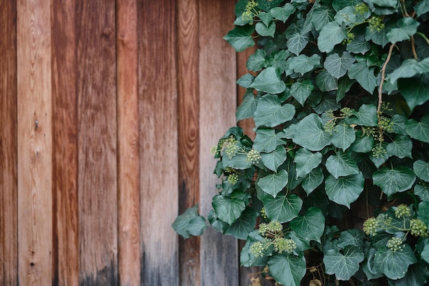 Wooden fence overgrown with bindweed in the right corner of the frame Landscaping idea space for text The concept of advertising products on a natural background or wallpaper