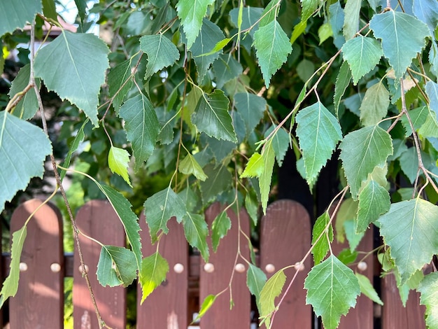 Una staccionata in legno ricoperta di foglie e viti in giardino