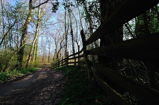 Wooden fence and way in forest