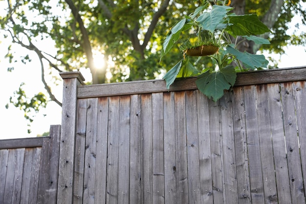 Photo wooden fence weathered and textured evoking nostalgia and rural charm against a softfocus backgr
