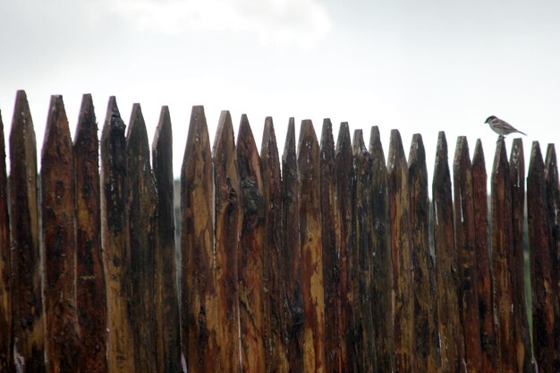 Wooden Fence