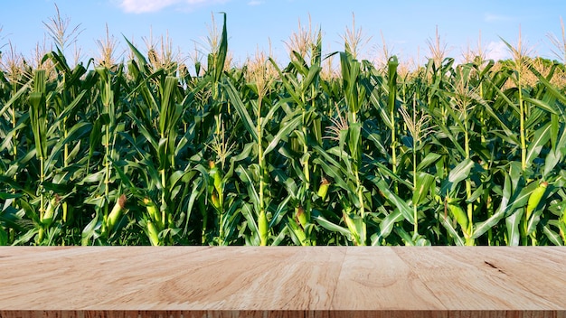 Wooden floor with nature green corn field agriculture garden background copy space