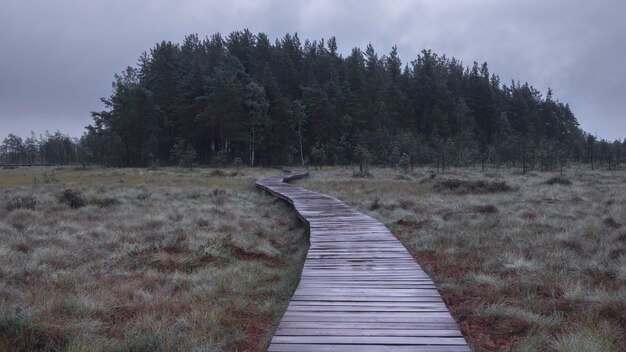 Wooden flooring trail in the swamp in autumn