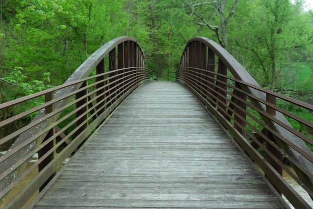 Photo wooden footbridge amidst trees in forest