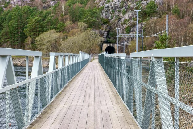 写真 森の木の中の木製の歩道橋