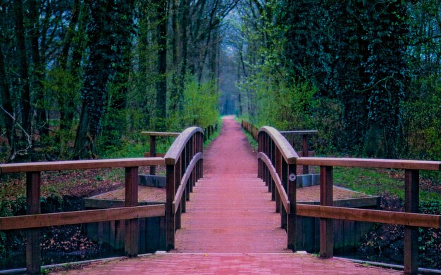 Photo wooden footbridge in forest